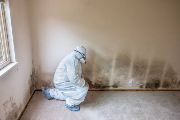 Best Industrial Mold Remediation  in Clarks Green, PA